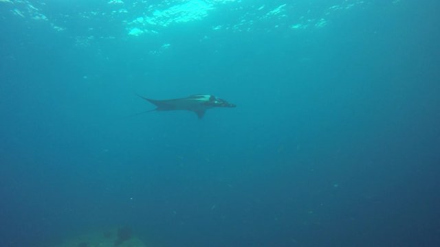 Oceanic Manta Ray underwater video	
