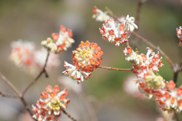 花が咲き始めたミツマタ