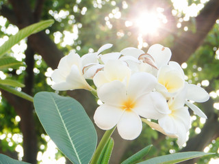 plumeria flowers on a dark green leaf background