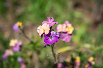 pink flowers in the garden