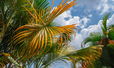 green and yellow palm leaf and the blue sky with cloud background.