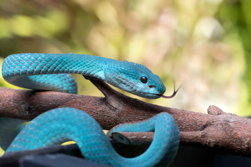 The Close Up Look of Venomous Viper Snake - Animal Reptile Photo Series