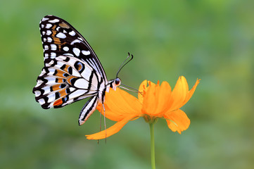 Naklejka premium butterfly on the flower
