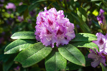 pink flower in the garden