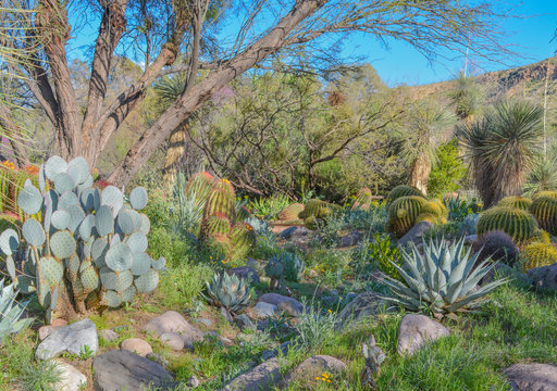 Cacti and Agave garden in Boyce Thompson Arboretum. Superior, Pinal County, Arizona USA