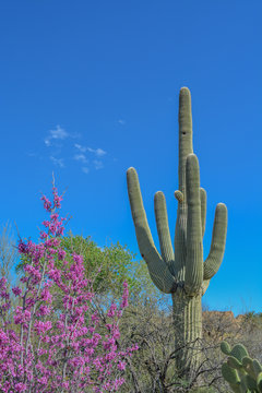 Saguaro Cactus (Carnegiea Gigantea) at Boyce Thompson Arboretum. Superior, Pinal County, Arizona USA