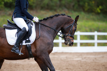 Dressage horse with rider in close-up of a strong parade..