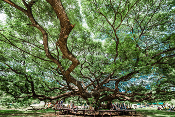  Giant Chamchuri Tree, hundreds of years old In Kanchanaburi, Thailand