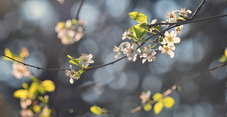 White flowers in spring, cherry blossom tree, romantic concept.