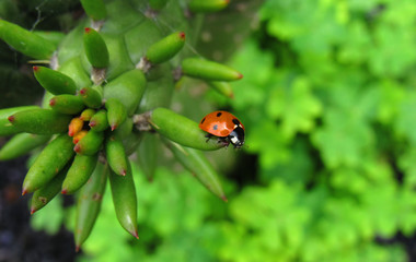 ladybug on leaf
