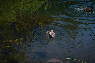swimming in the lake