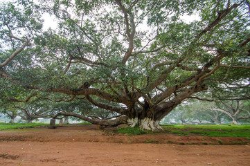 Large trees in Shan State, Myanmar