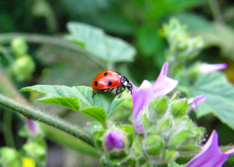 ladybug on flower