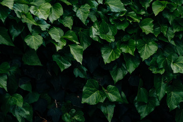 Geen leaf nature wallpaper