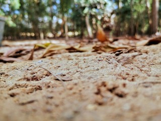 The leaves fell on the ground.