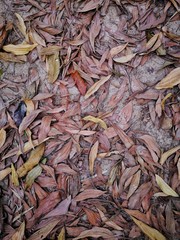 The leaves fell on the ground.