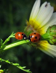 ladybug on leaf