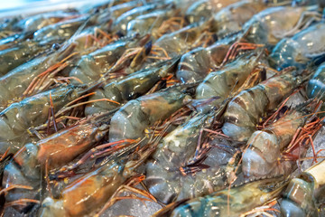 Fresh Tiger prawns on ice