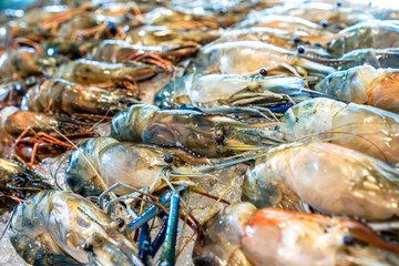 Fresh river prawns on ice