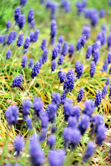 Naklejka premium ムスリカ