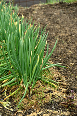 Obraz premium 畑のネギ