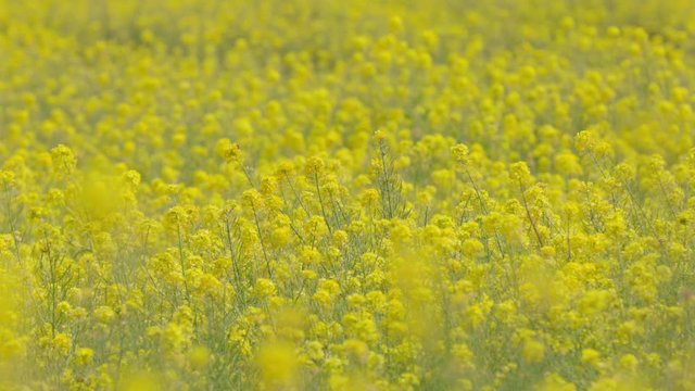 風に揺れる菜の花