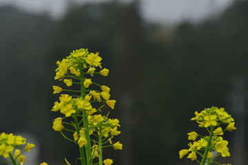 菜の花