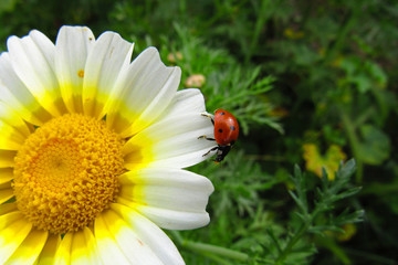 ladybug on flower