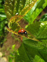 ladybug on a leaf