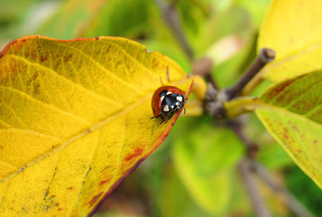 ladybird on flower