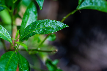 Morning dew on the surface of tropical green leaves