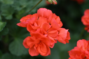 Many of beautiful flowers in Spring