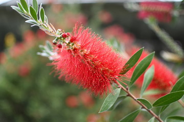 Obraz premium Many of beautiful flowers in Spring