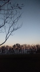 Obraz premium silhouette of tree in sunset