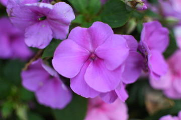 Obraz premium Many of beautiful flowers in Spring