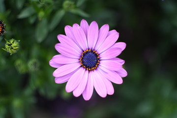Obraz premium Many of beautiful flowers in Spring