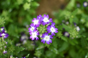 Many of beautiful flowers in Spring