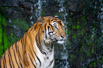 Close up tiger sit down in front of the waterfall