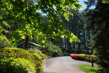 road in the park