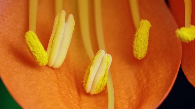 Time lapse footage of the growth of stamens of Clivia or kaffir lily, close up flower 4k zoom in video.