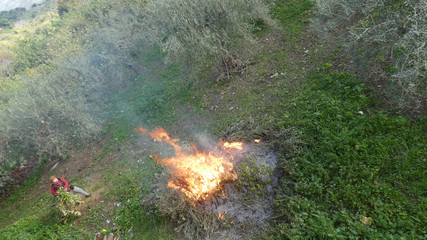 Burning trimmings in fruit grove