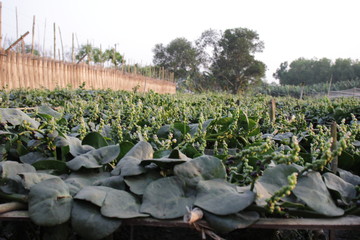 A Basella alba field in Bangladesh