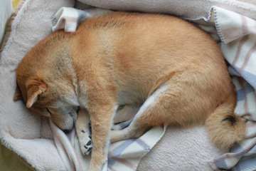 家でくつろぐ柴犬