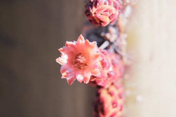 cactus flower in desert
