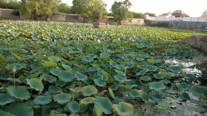 pond with water lilies