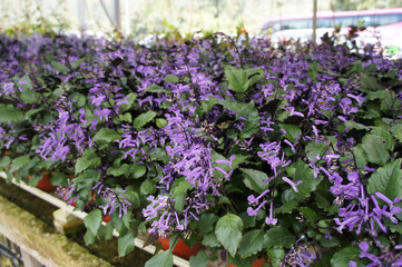 Lavender in flower farm in Cameron Highland, Malaysia. Planted in small pots. Widely planted for decoration and sale.