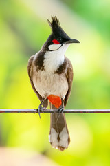 Red-whiskered Bulbul perching on a metal bar looking into a distance