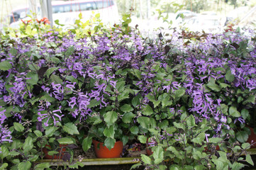 Fototapeta premium Lavender in flower farm in Cameron Highland, Malaysia. Planted in small pots. Widely planted for decoration and sale.