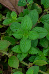 background of green leaves