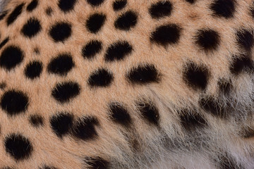 Feathers and black polka dots on Cheetah